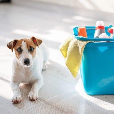 Safe cleaning for furry friends! Our pet-friendly products keep your home spotless & pets happy.