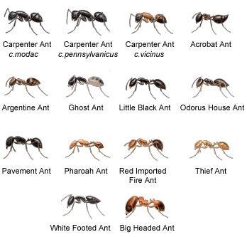 Ailing House Pest Management - Ant Exterminators - Free Inspection - Monterey County & Santa Clara County.