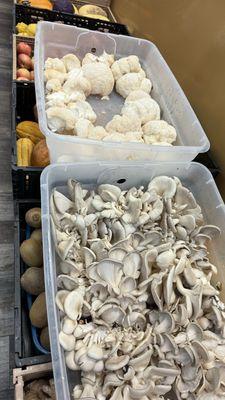 Oyster Mushrooms & Lion's Mane