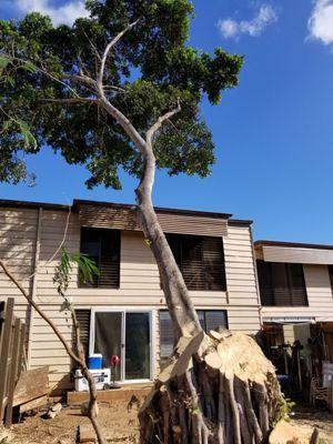 Tree Cutting Oahu