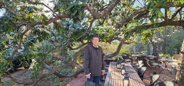 6 ft tall man dwarfed by this amazing tree!