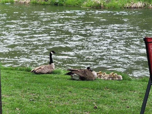 Canadian Geese right outside the door!