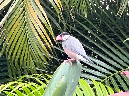 Wildlife viewing from room