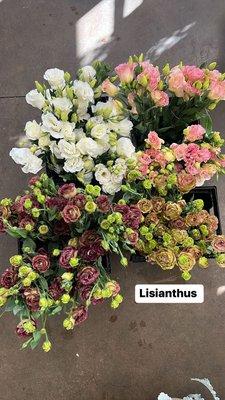 lisianthus : brown, white, and pink