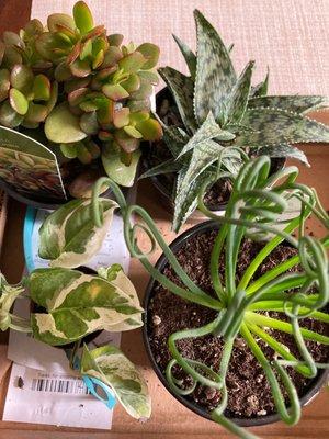 These plants were on sale, and were less than $10 a piece :)