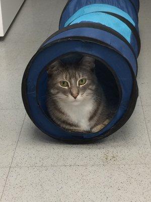 Paul enjoying playing in the tunnel