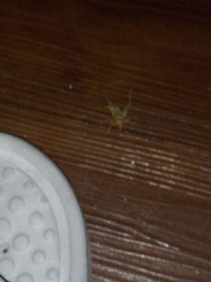 Dead Roach. I spray the floors with raid once a week....shame!