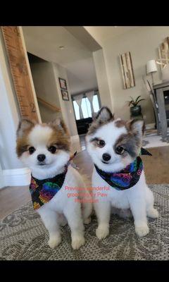 Photo is for reference. This is how my pomeranians normally look after being groomed by Paw Perfection, who closed.