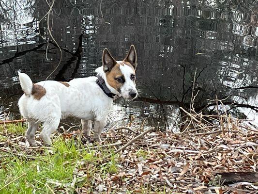 AllBreeds Canine Training Center