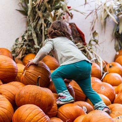 Monterey Market on Hopkins in #Northbrae #Berkeley is the place to go to climb Mt. Pumpkin! Great shops up the street too!