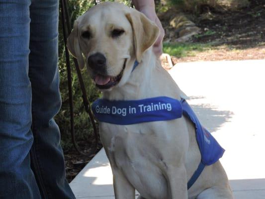 We also work with service dogs