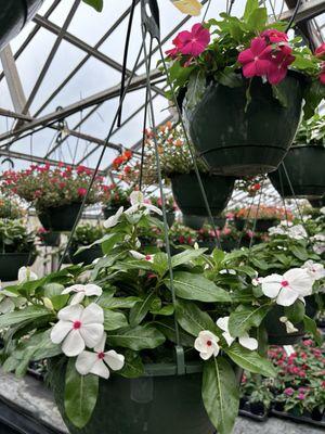 hanging baskets