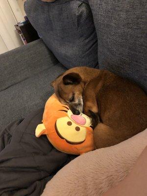 Abby falling asleep on my tigger plushie!