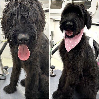 Before & after of a touch up service for our lovely Pooch Parlour Pup, Priya!