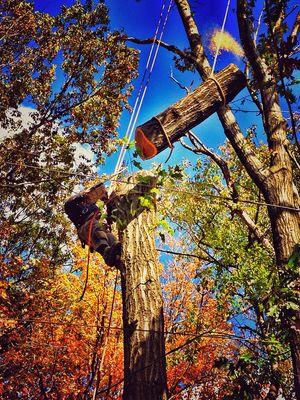 Tree removal in Allentown, Pa