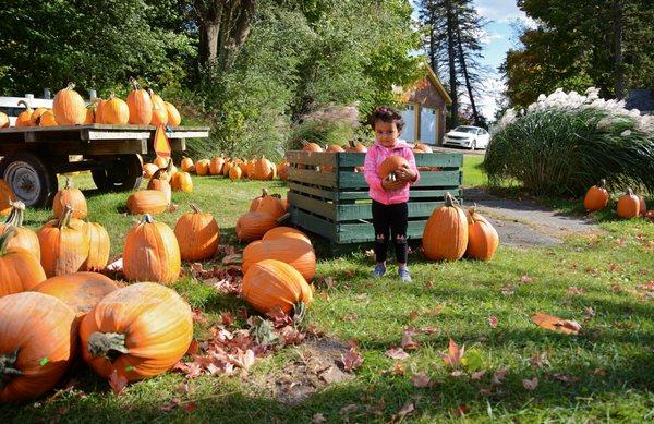 Pick out the perfect pumpkin at Rochester Cider Mill.