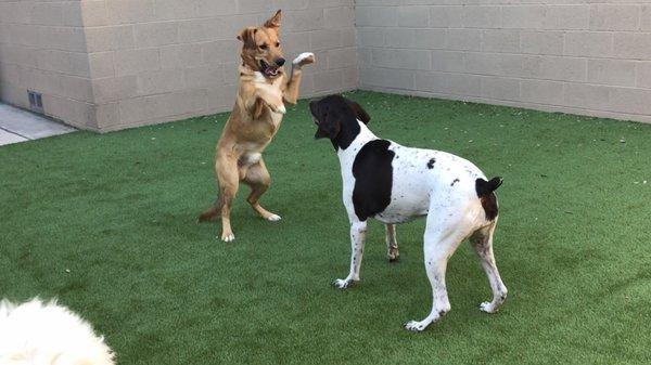 Happy pups!