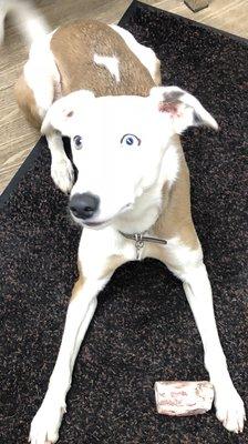 Office pooch~ Those eyes!!