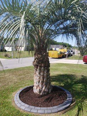 Palm tree clean up.....pineapple style