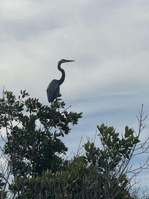 Great blue heron found while paddling