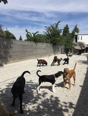 Backyard play space with our pups having fun!