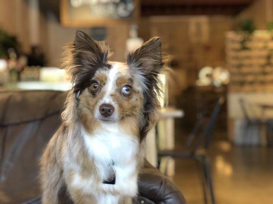 Dog friendly coffee shop! Got to give them a big thumbs up