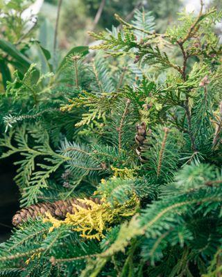 some holiday greenery like cedar, fraser fir, and juniper