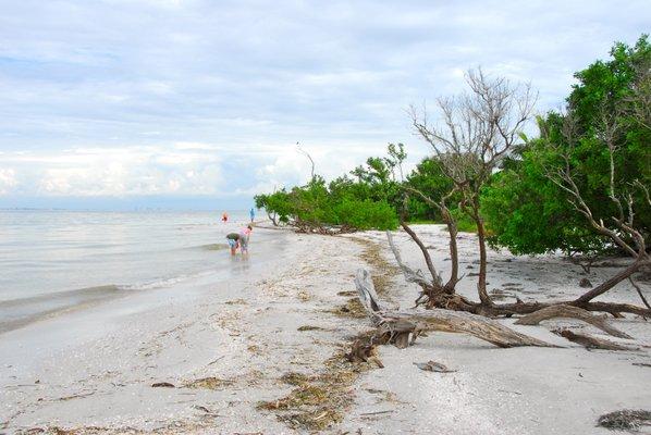 Driftwood and shells are common along the beaches of Sanibel Island