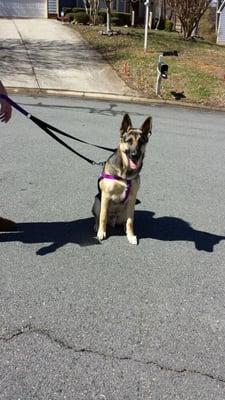 Baxter, a great German Shepherd Dog