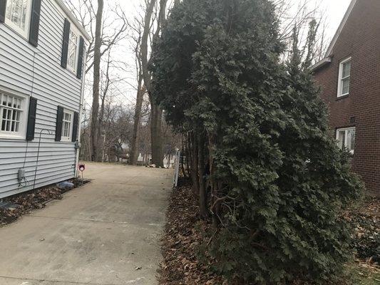 This is the half of the arborvitae trees Barberton Tree hacked up that overhung our neighbors' property.  No aplogy.  Nothing.