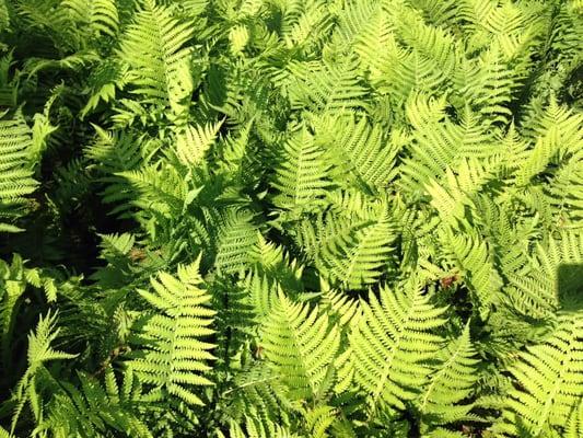 Ferns are cool.