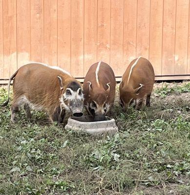 Red River Hogs