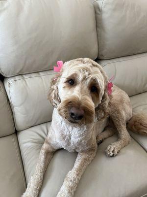 Labradoodle short summer cut