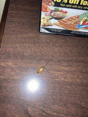 A roach