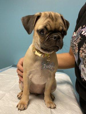 Judy at the doctors. Modesto family pet.