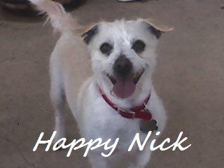 Nick Bayless - the love of our LIFE!!! Rest in peace our precious baby.