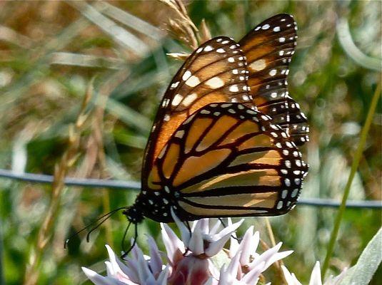 Monarch habitat!