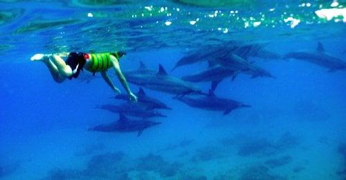 Swim with the Dolphins with Ko Olina Ocean Adventures