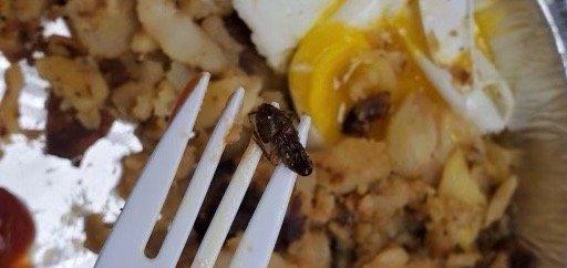 COCKROACH IN THEIR FOOD