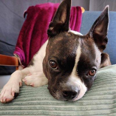 We recently adopted our Boston Terrier Olive.