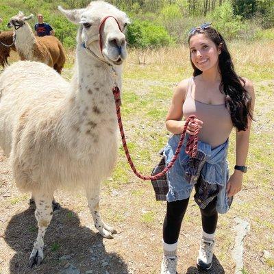 Llama hikes