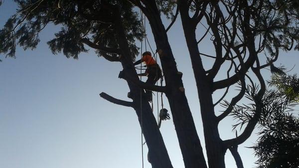 Emergency tree removal, Multi-stem (5-trunks), Incense Cedar (Calocedrus decurrens).HT:~80'-90', C:7'.5-8'.0.