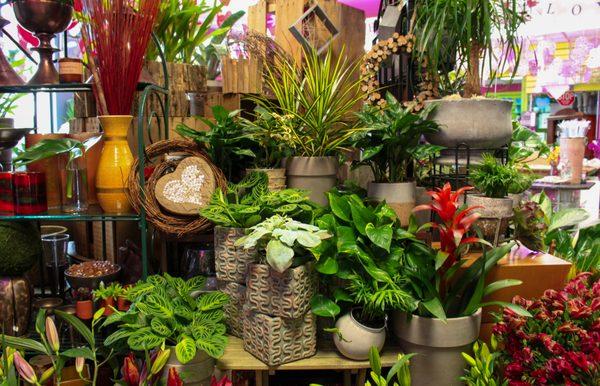 Wide variety of Plants Available Daily