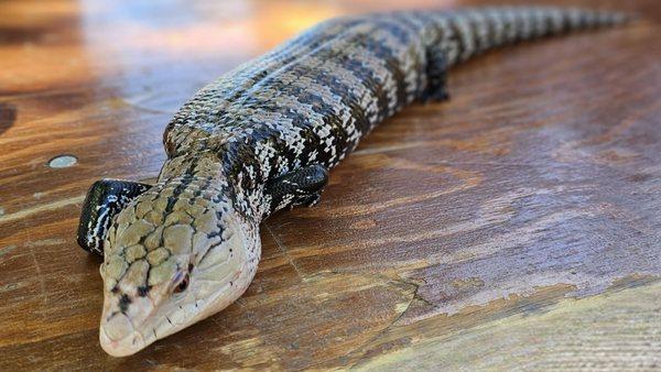 visiting reptiles during the Grand Reunion of 2023