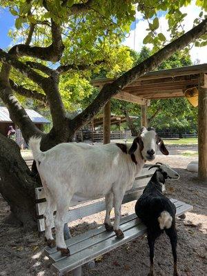 The goats were so funny the kids and I loved them!