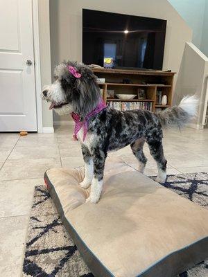 Avery Aussiedoodle summer shave