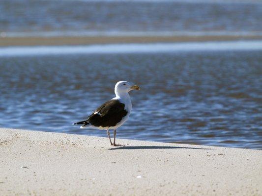 Turn right out of the driveway and drive 1.5 miles to the parking lot of Bethel Beach Natural Preserve, a beautiful sandy beach