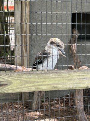 Kookaburra