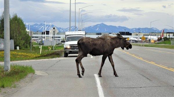 This is what you can experience by renting from Alaskan Car Rental !!!