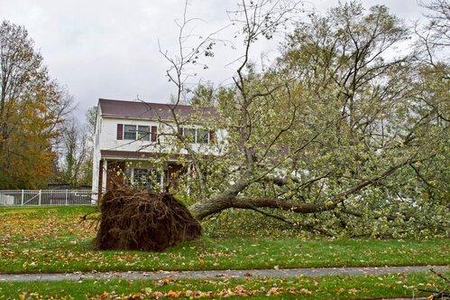 Tree Services